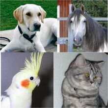 Sydney, Templario, KöKö und Sugar