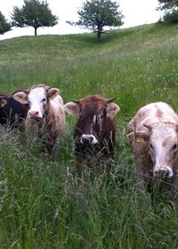 Lisa und ihre Kuhherde